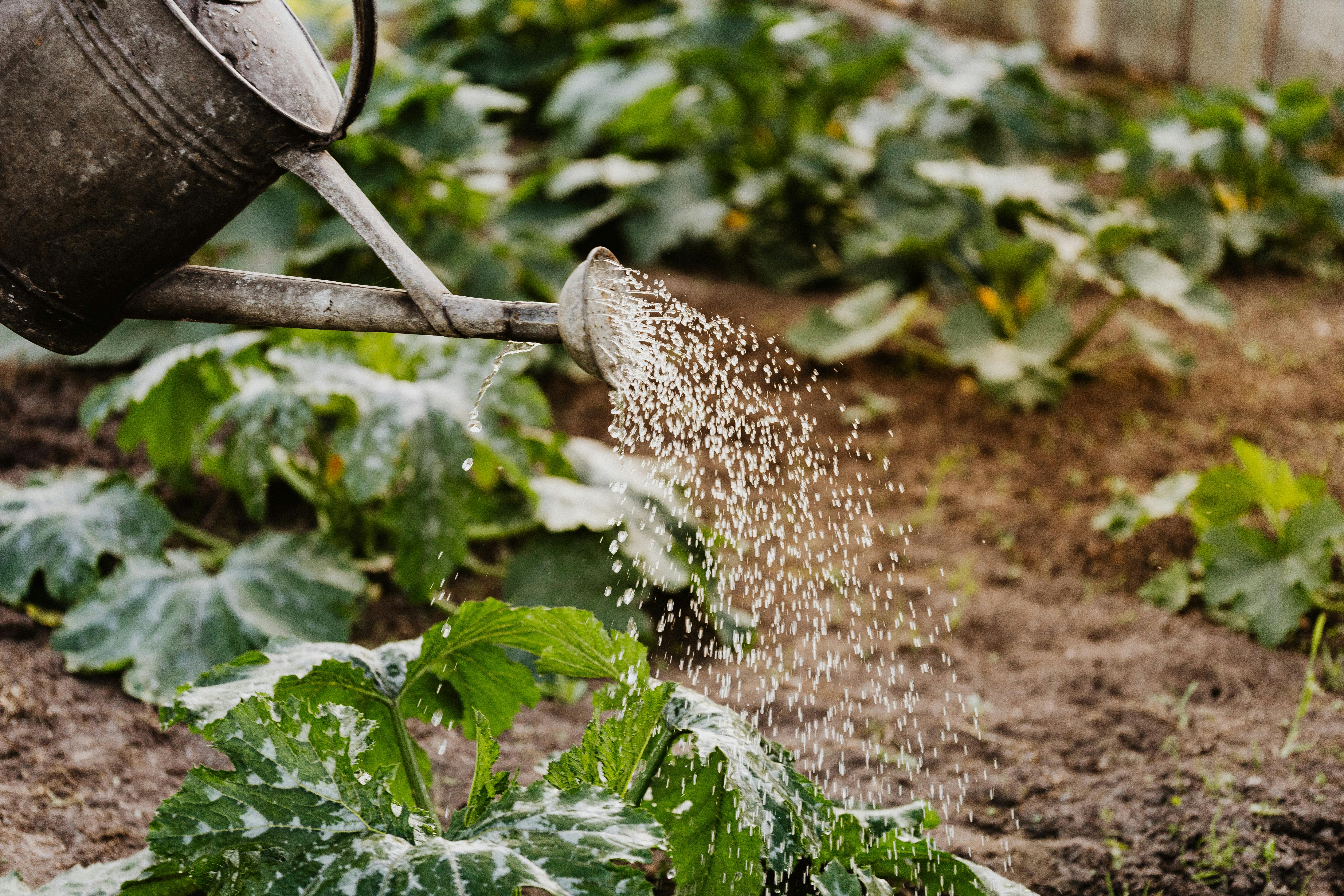 Drip irrigation system in garden