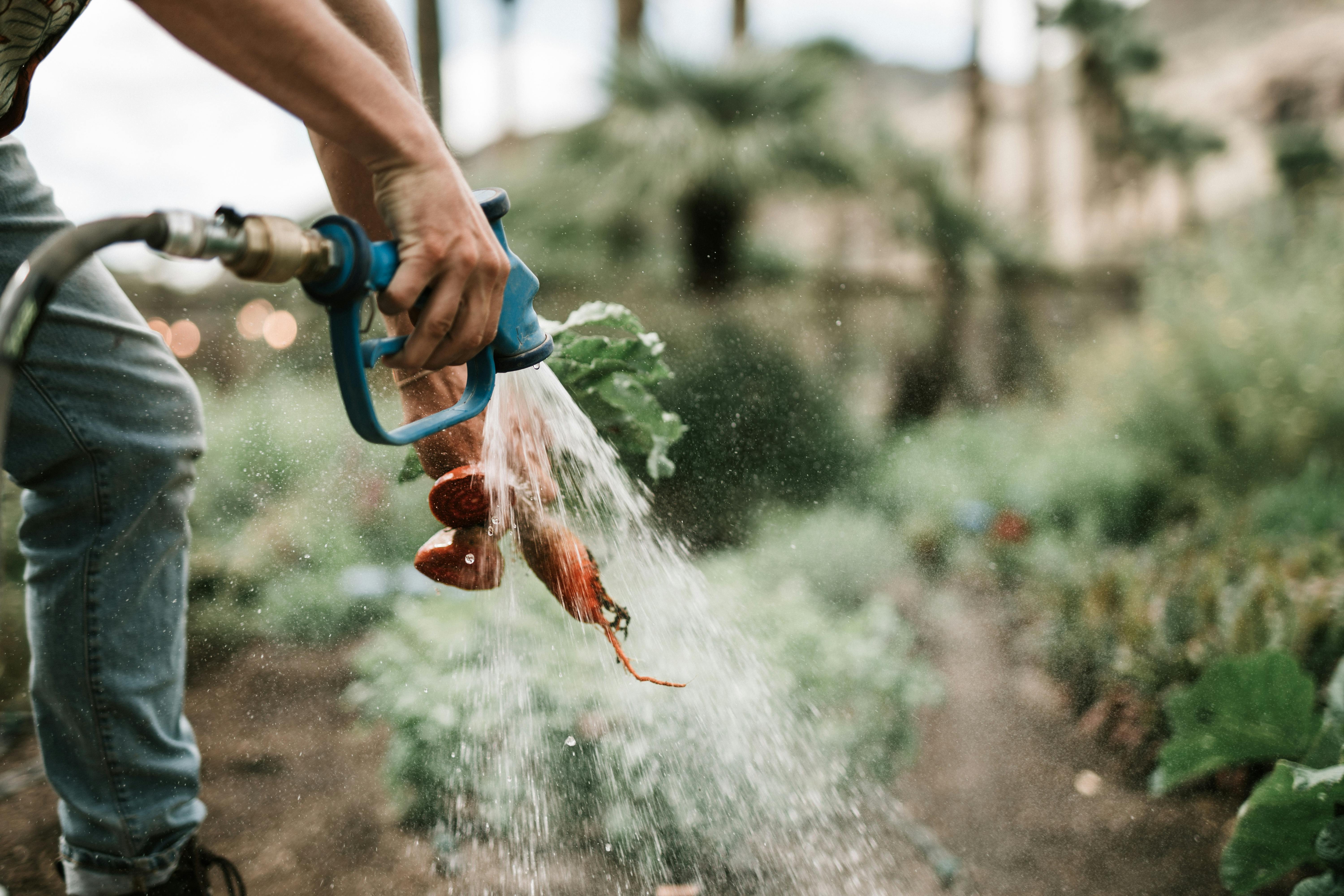 Sprinkler system in operation